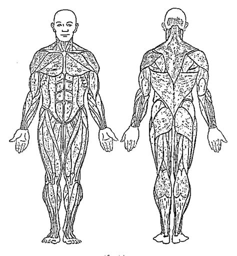 Printable Human Anatomy Coloring Pages